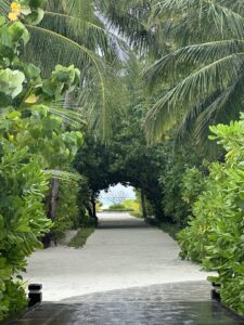 Walking through a palm frond pathway to the beach in the Maldives.